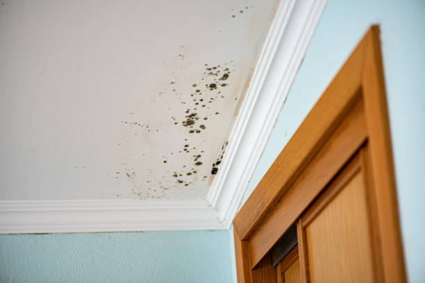 Home Mold Removal in Delaware City, DE